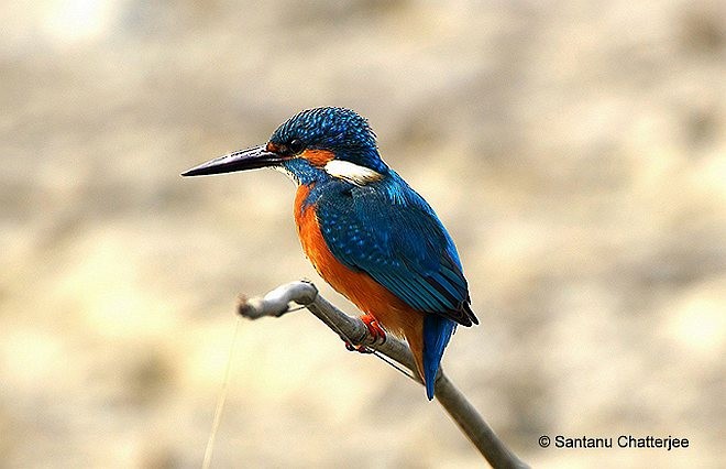 Common Kingfisher - Santanu  Chatterjee
