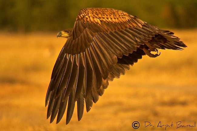 White-tailed Eagle - Arpit Bansal