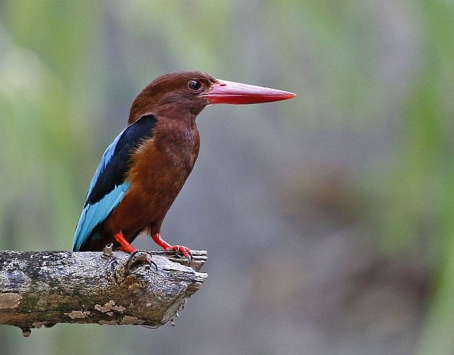 Brown-breasted Kingfisher - David Fisher