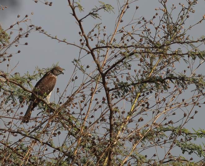 Eurasian Sparrowhawk - ML378154281