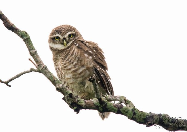 Spotted Owlet - Abhishek Das