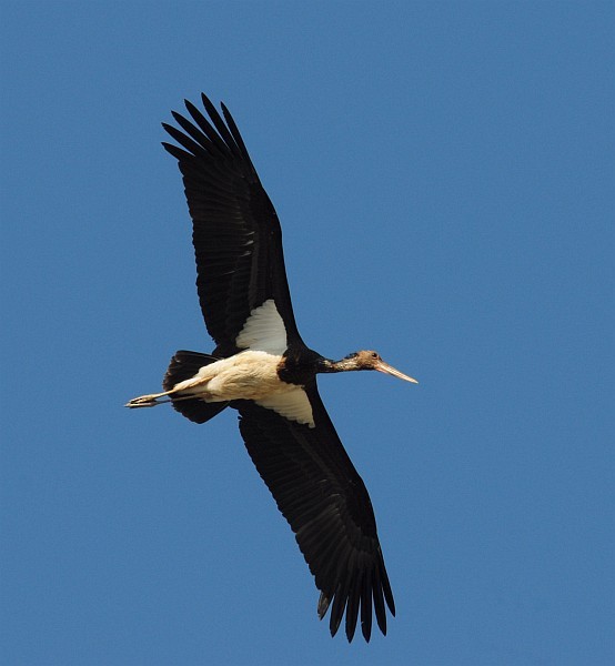 Black Stork - Ranjan Kumar Das