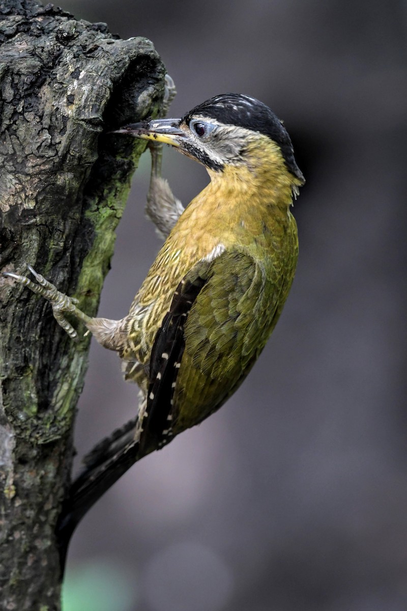 Laced Woodpecker - VINODKUMAR SARANATHAN
