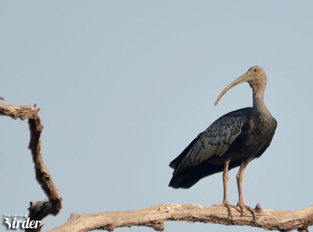 ibis obrovský - ML378158341