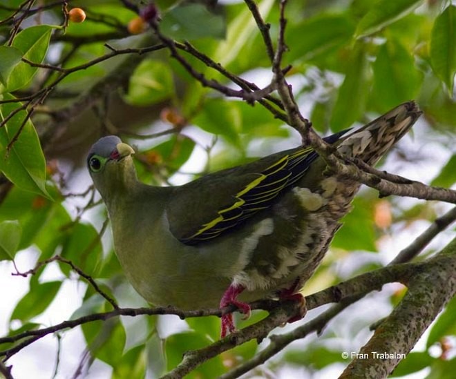 Thick-billed Green-Pigeon (Thick-billed) - ML378158791