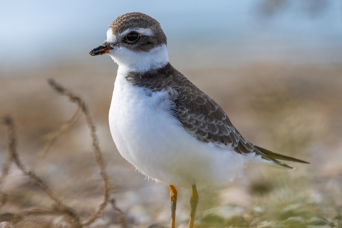 Semipalmated Plover - ML378159171