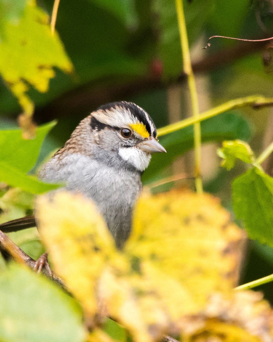 White-throated Sparrow - ML37816021
