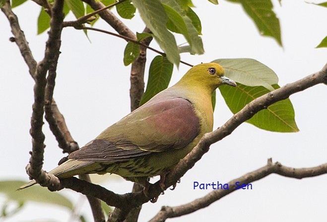 Wedge-tailed Green-Pigeon - ML378160711
