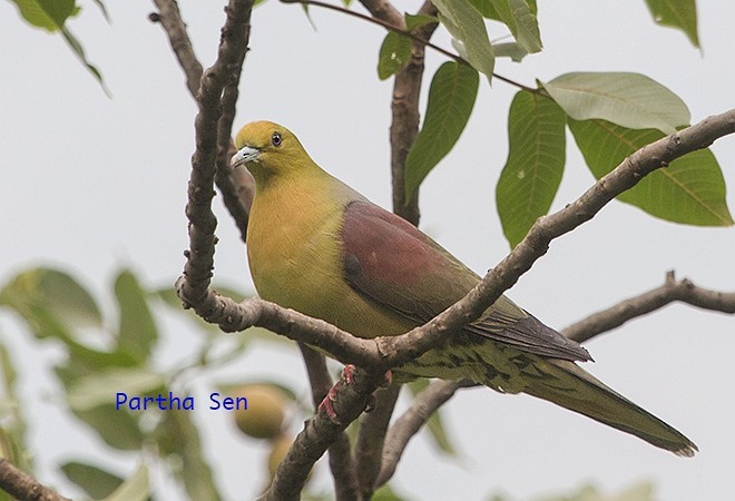 Wedge-tailed Green-Pigeon - ML378160811