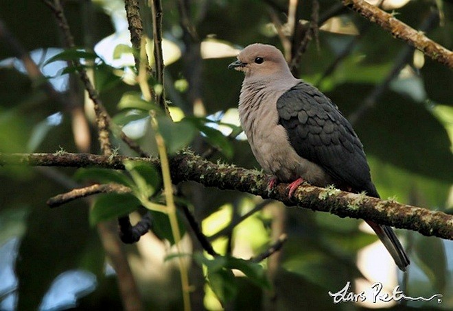 Dark-backed Imperial-Pigeon (Pink-headed) - Lars Petersson | My World of Bird Photography