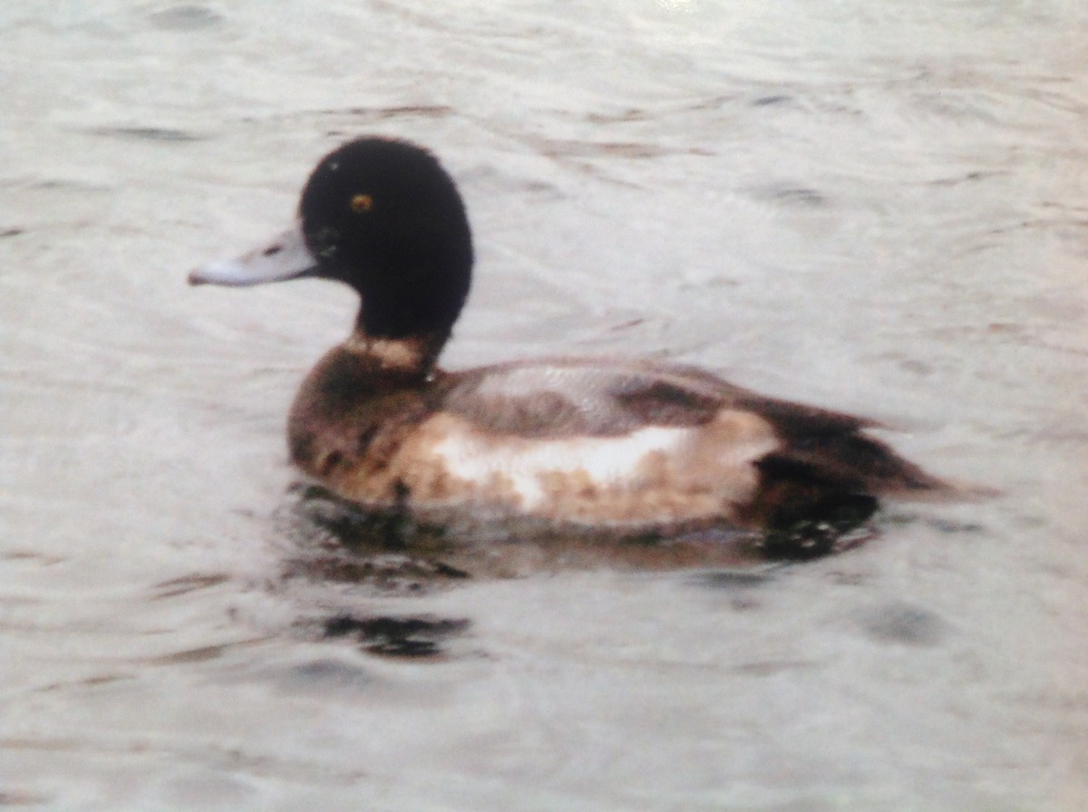 Greater Scaup - Alice Oliver