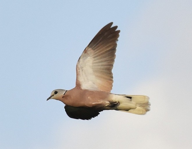 Red Collared-Dove - ML378164751