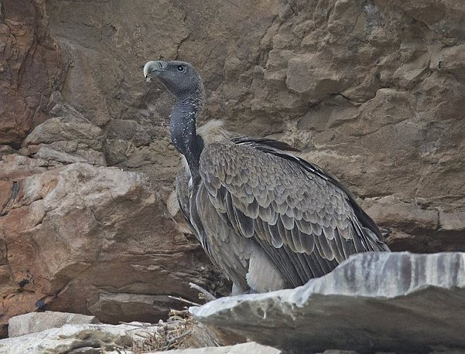 Indian Vulture - ML378167951