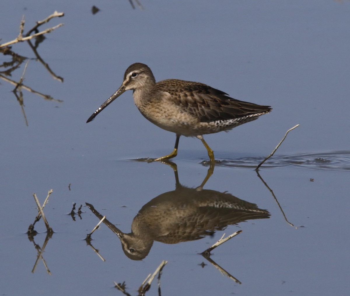 Long-billed Dowitcher - ML378170071