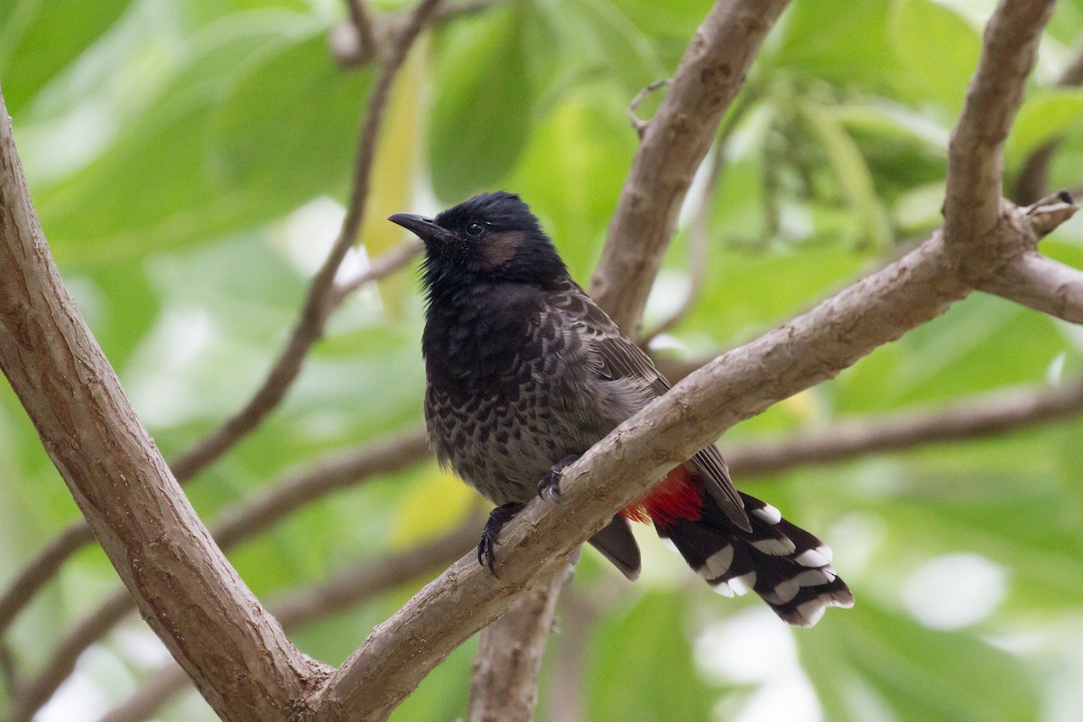 Red-vented Bulbul - ML378170961