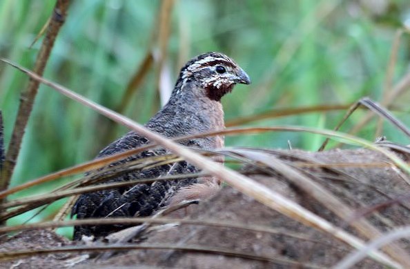 Jungle Bush-Quail