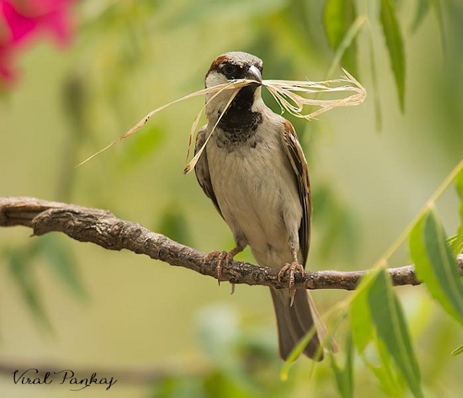 House Sparrow - Pankaj Maheria