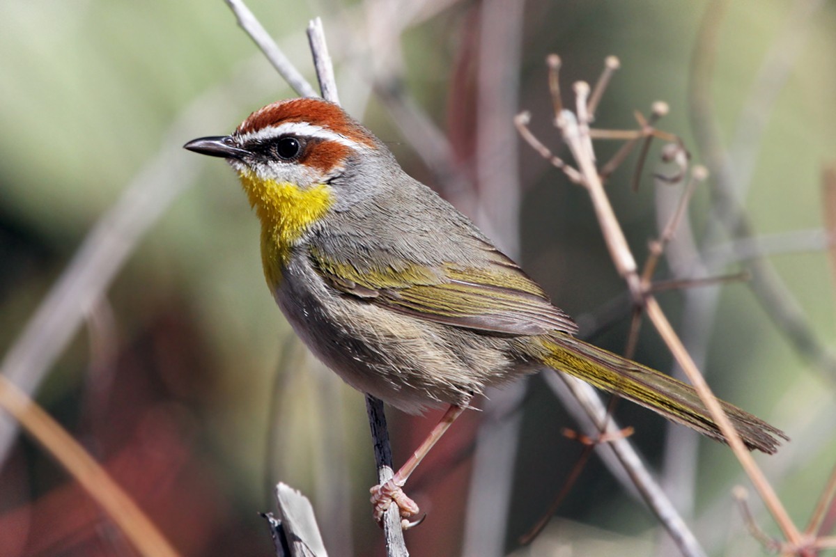 Rufous-capped Warbler - Dick Dionne