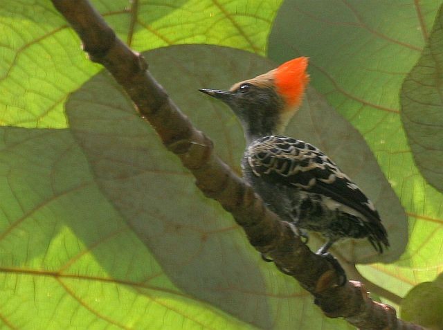 Gray-and-buff Woodpecker (Red-crested) - ML378175091