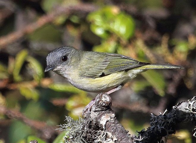 Green Shrike-Babbler (Black-crowned) - ML378181161