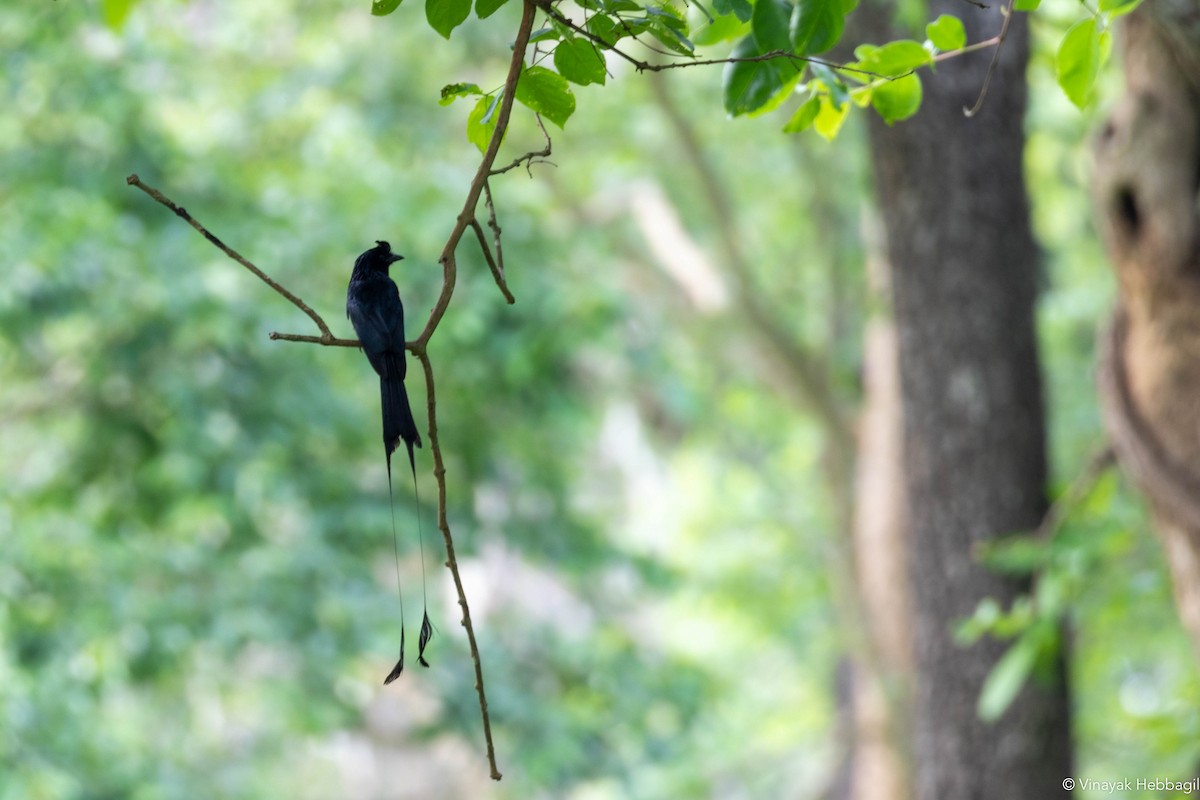 Greater Racket-tailed Drongo - ML378181491
