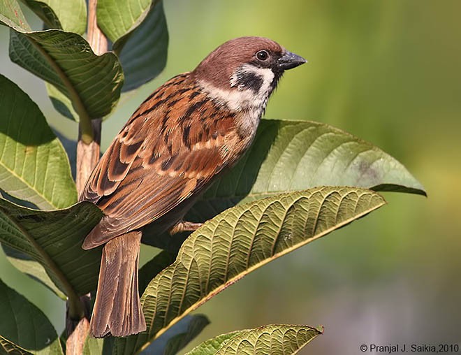 Eurasian Tree Sparrow - ML378184311