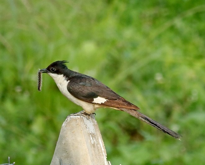 Pied Cuckoo - Manjusha Savant