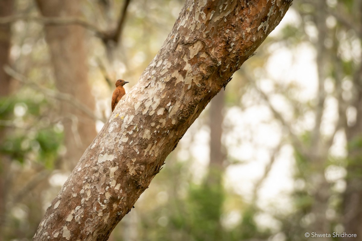 Rufous Woodpecker - Vinayak Hebbagil