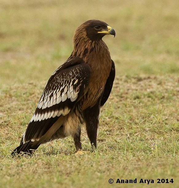 Greater Spotted Eagle - ML378186201
