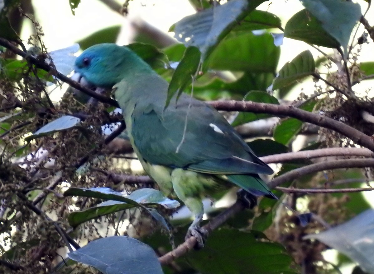 Mindanao Raket Kuyruklu Papağanı - ML378187521