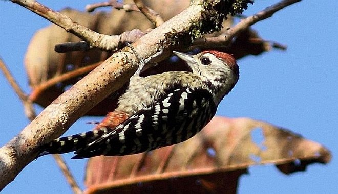 Freckle-breasted Woodpecker - ML378188371