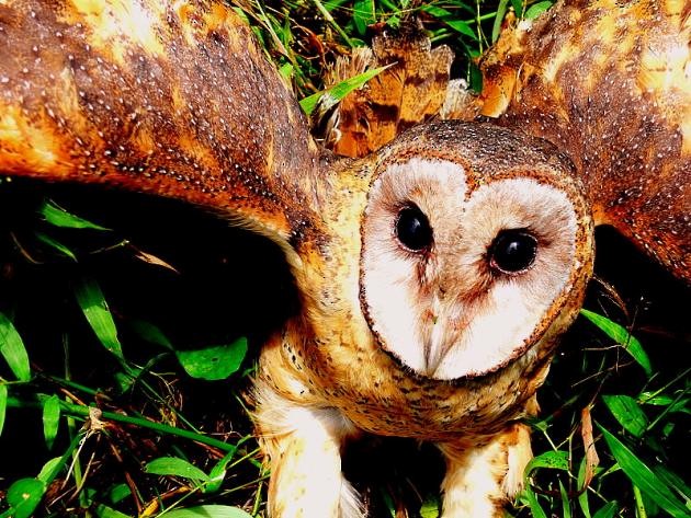 Sulawesi Masked-Owl - ML378190751