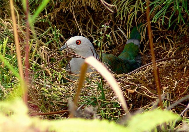 Gray-headed Imperial-Pigeon - ML378190781