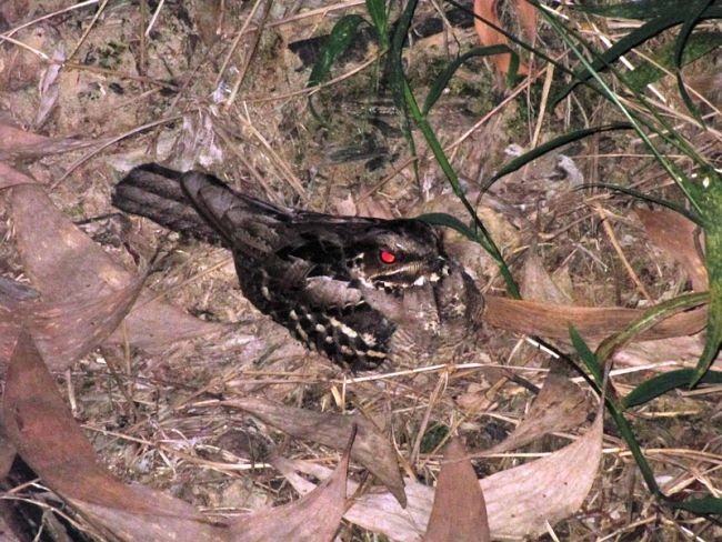 Large-tailed Nightjar - Untung Sarmawi