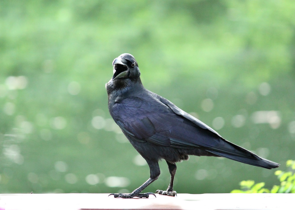 Large-billed Crow - ML378194381