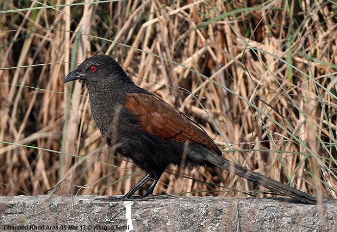 Greater Coucal (Greater) - ML378194471