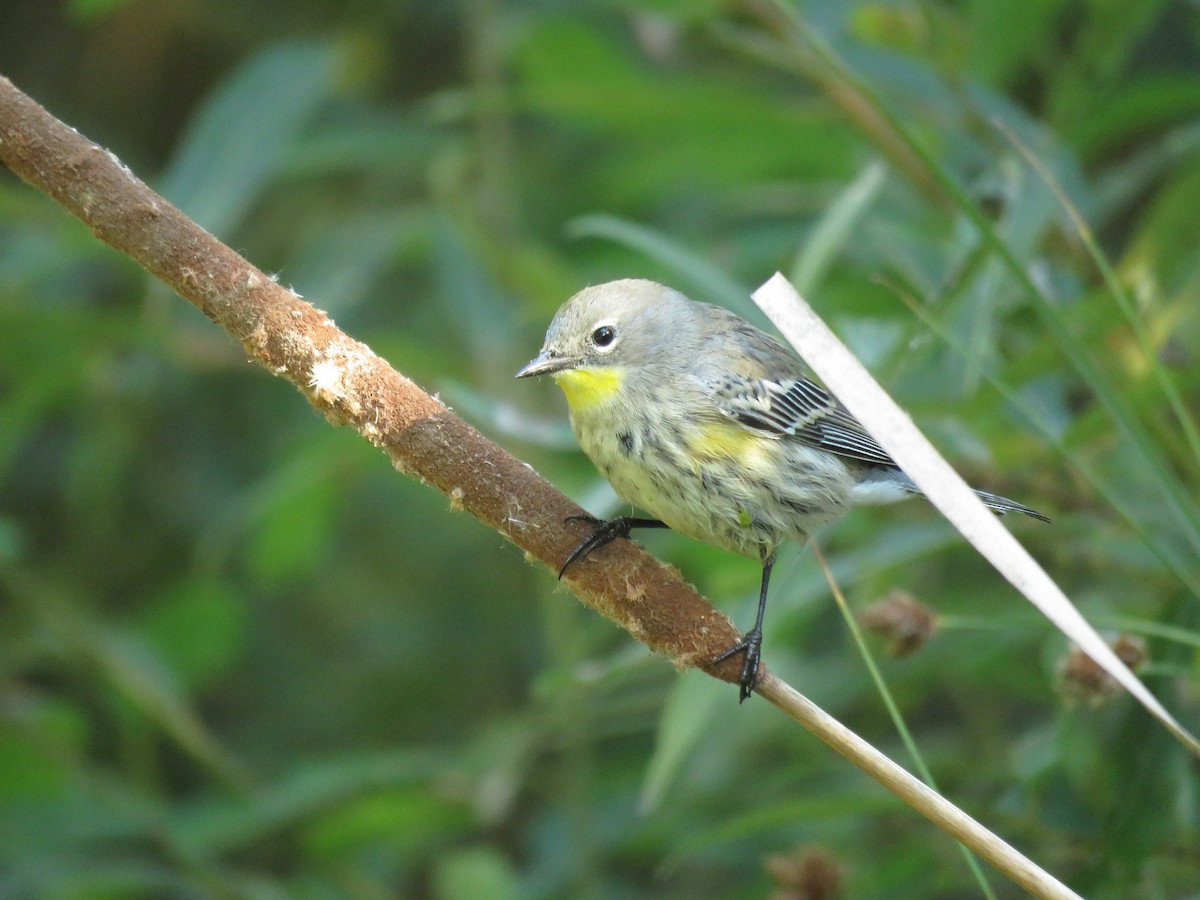 Yellow-rumped Warbler (Audubon's) - Noah Arthur