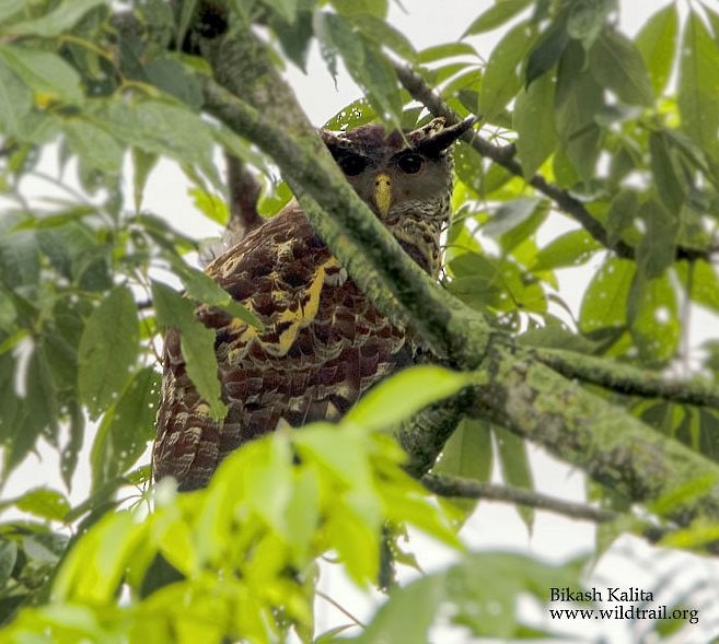 Spot-bellied Eagle-Owl - Bikash Kalita