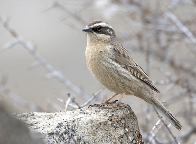 Brown Accentor - ML378203451