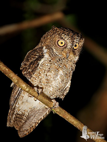 Sulawesi Scops-Owl - ML378203591