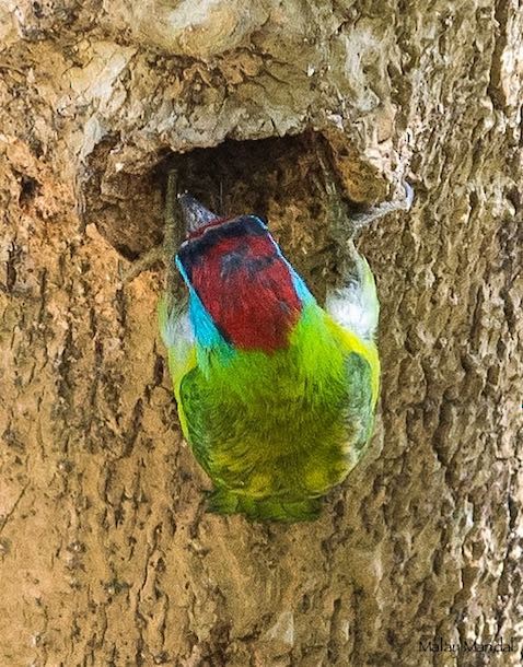 Bird building its nest. - Blue-throated Barbet (Red-crowned) - 