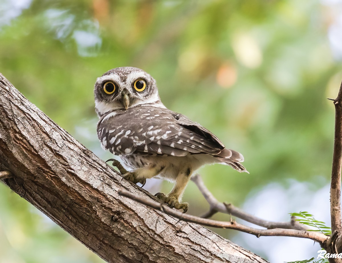 Spotted Owlet - Rama Neelamegam