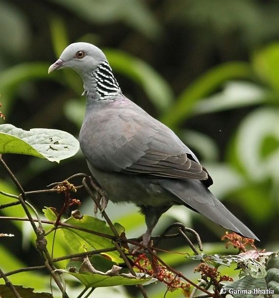 Nilgiri Wood-Pigeon - Garima Bhatia