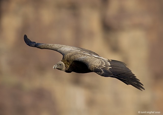 Indian Vulture - ML378208111