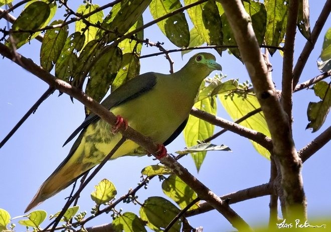 Sumatran Green-Pigeon - ML378208961