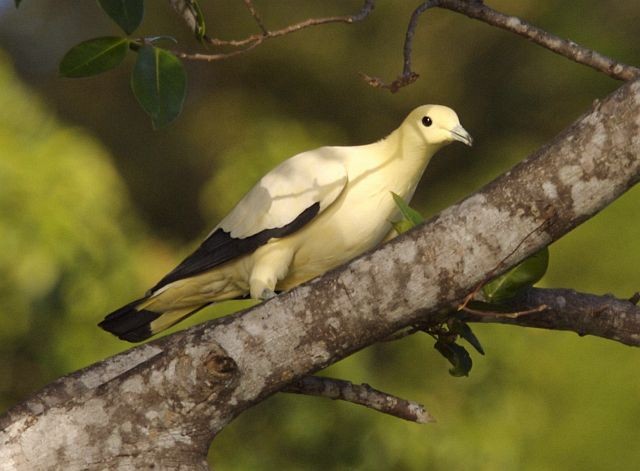 Pied Imperial-Pigeon - ML378209111