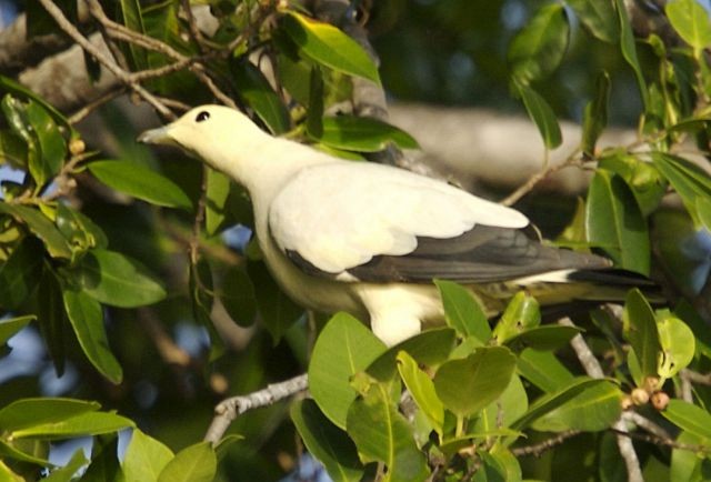 Pied Imperial-Pigeon - ML378209121