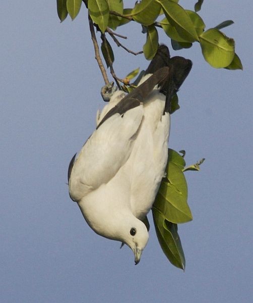 Pied Imperial-Pigeon - Lip Kee Yap