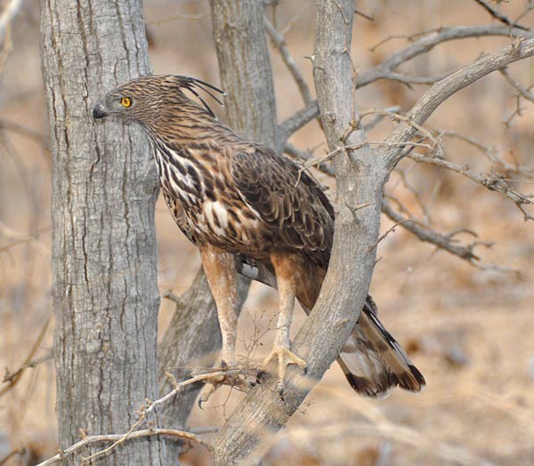 Changeable Hawk-Eagle (Crested) - ML378214071
