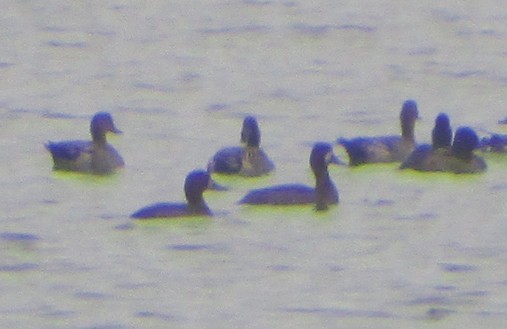 Greater Scaup - ML37821421